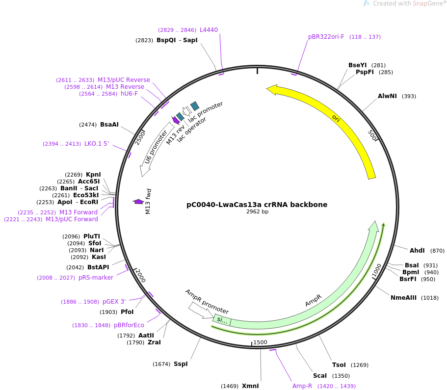 pC0040-LwaCas13a crRNA backbone质粒图谱